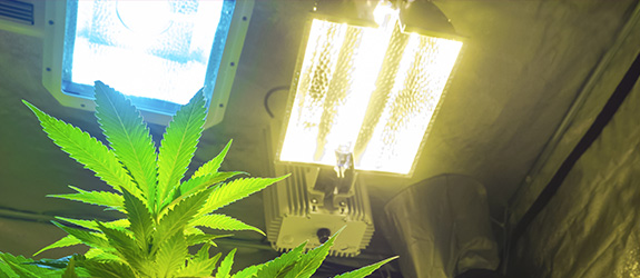 Un Regard sur Les Meilleures Lampes De Culture Pour Le Cannabis ...